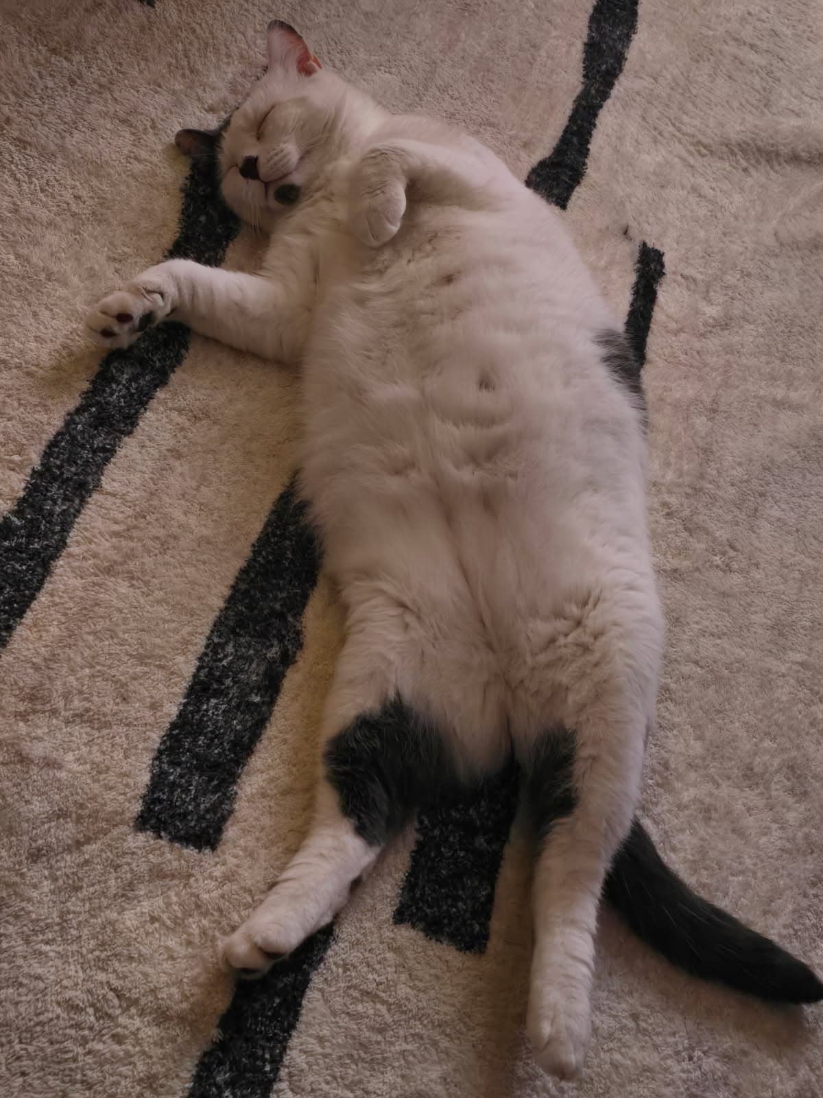 Peter - Domestic Short Hair cat available for adoption at RSPCA NSW in Calgary