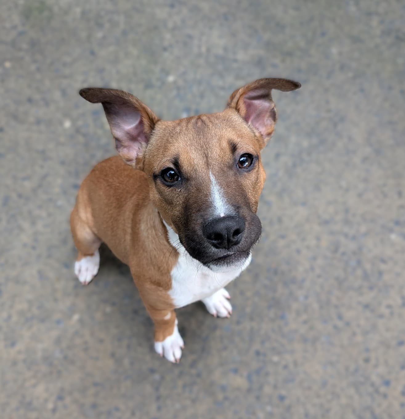 Taz - American Staffordshire Terrier available for adoption at RSPCA NSW in Calgary
