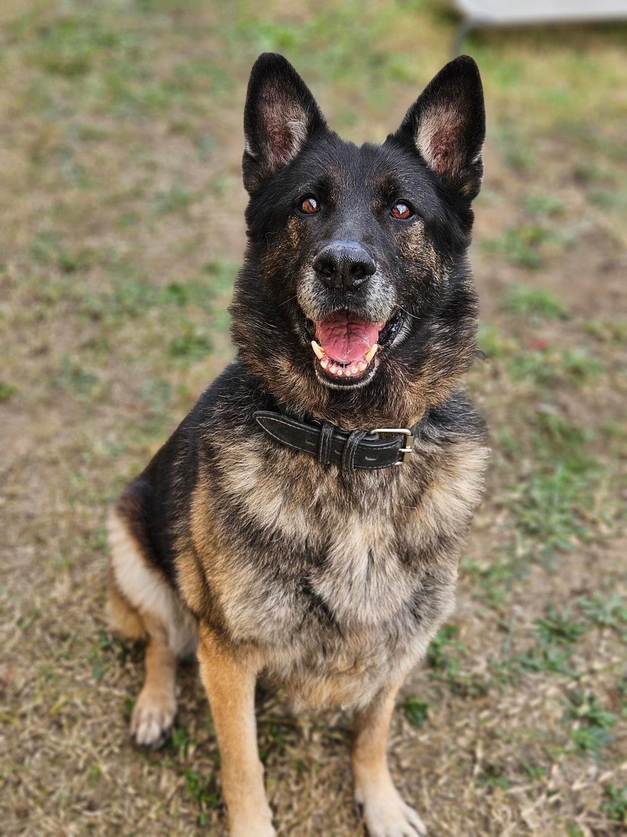Bonnie - German Shepherd Dog available for adoption in Calgary