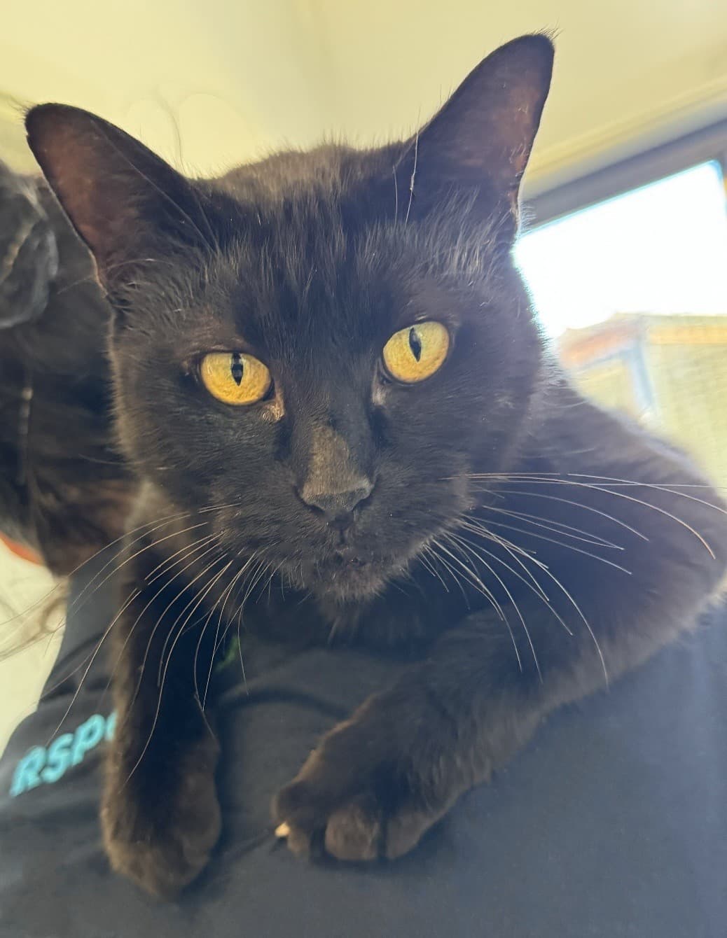 Pepper - Domestic Short Hair cat available for adoption at RSPCA NSW in Calgary