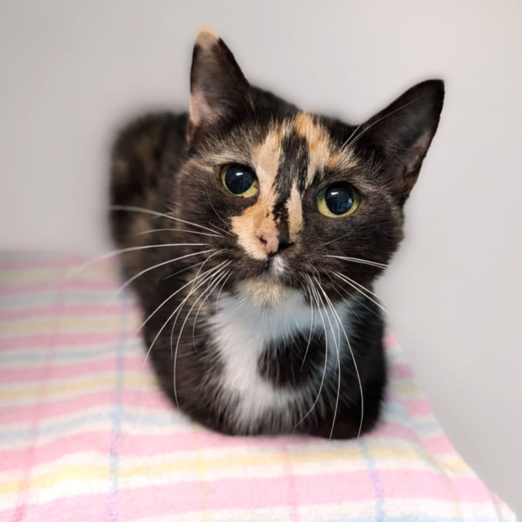 Anna - Domestic Short Hair cat available for adoption in Calgary