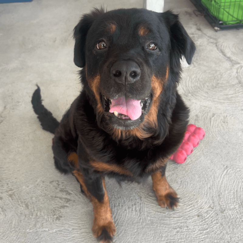 Maggie May - Rottweiler / Golden Retriever available for adoption at RSPCA NSW in Calgary