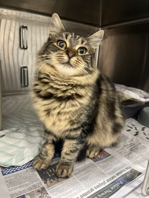 Willow - Domestic Medium Hair cat available for adoption at RSPCA NSW in Calgary