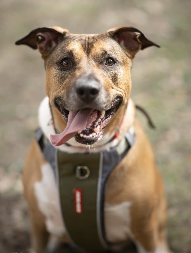 Gracie - Australian Kelpie / Staffordshire Bull Terrier available for adoption at RSPCA NSW in Sydney