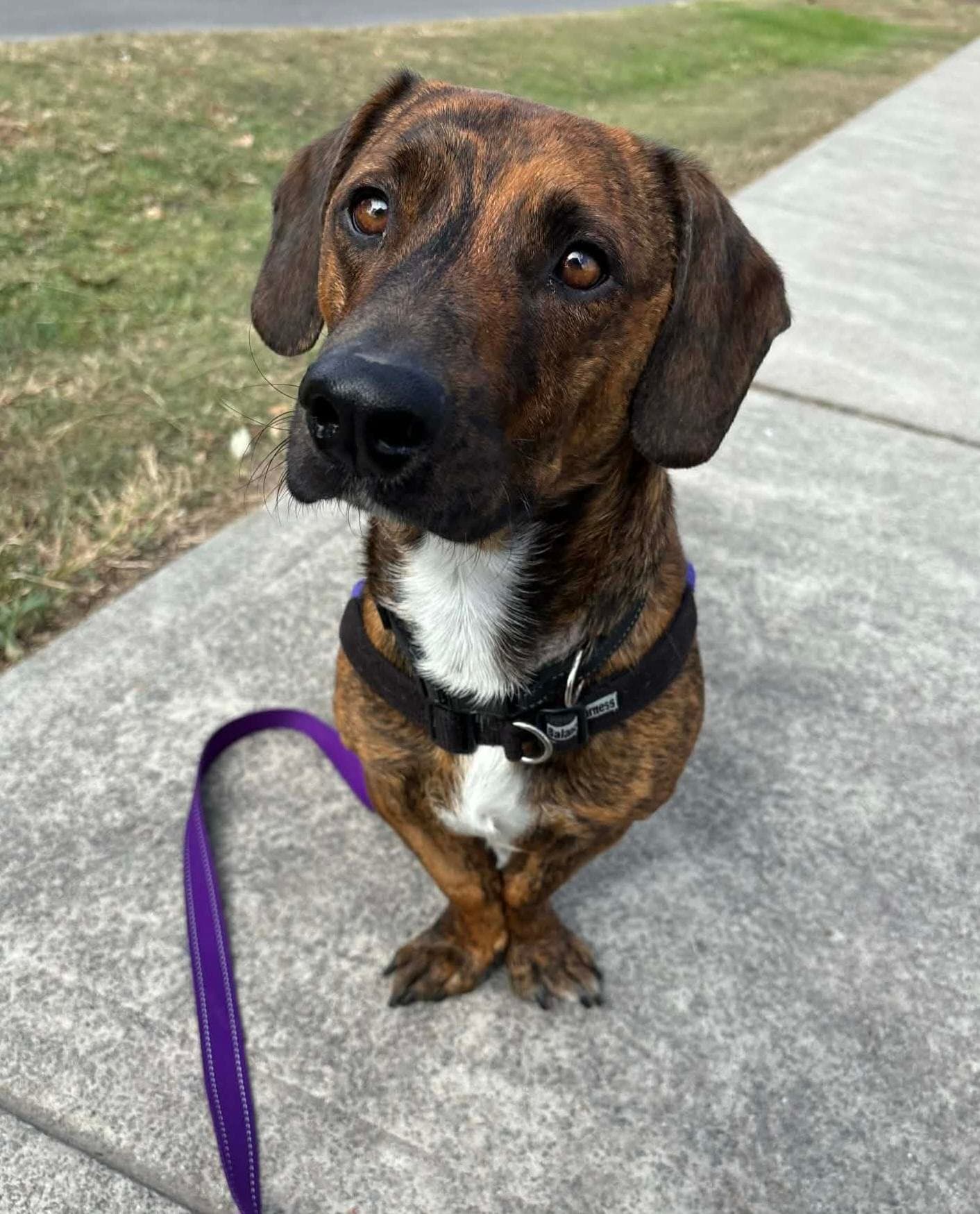 Furt - Dachshund Standard (Smooth) / American Staffordshire Terrier available for adoption in Calgary