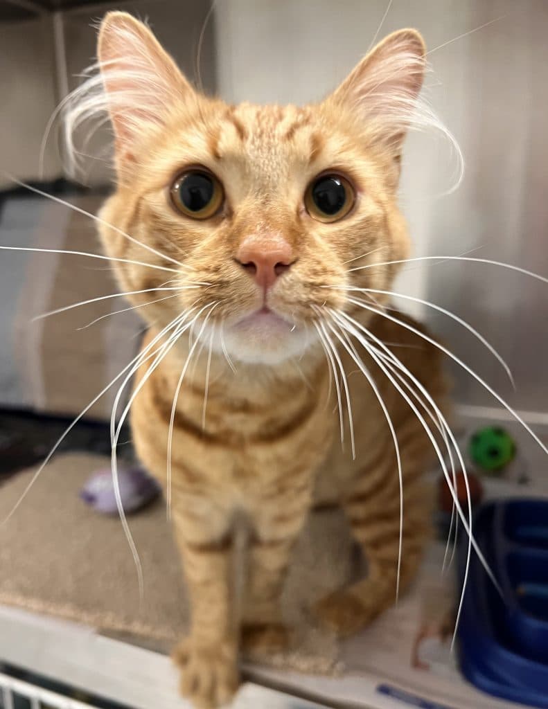 Jack - Domestic Short Hair cat available for adoption at RSPCA NSW in Calgary