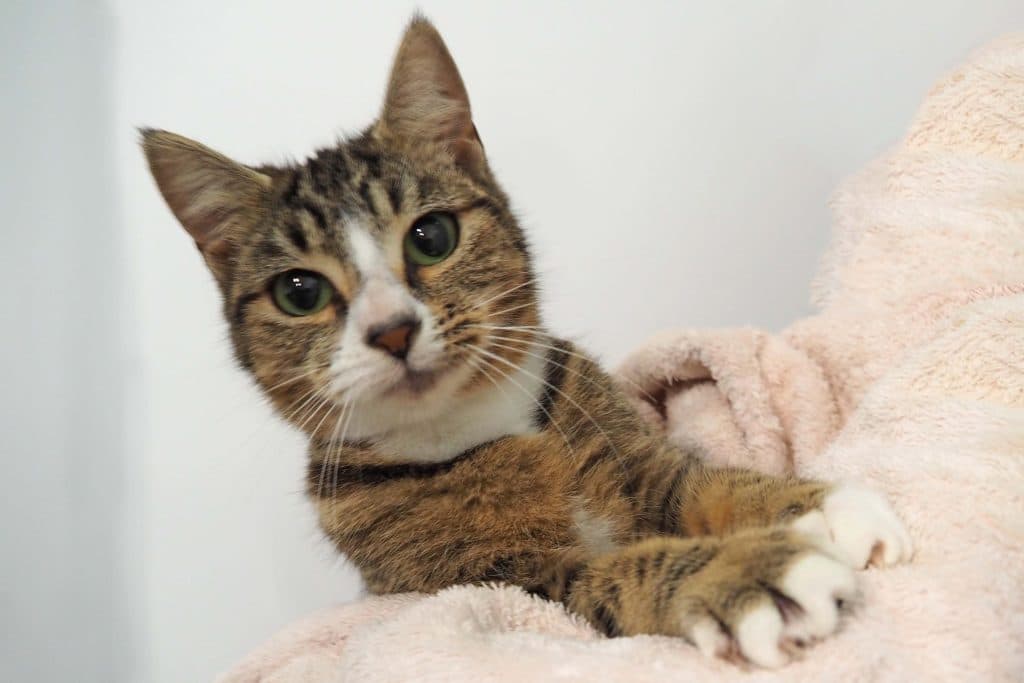 Karen - Domestic Short Hair cat available for adoption at RSPCA NSW in Calgary