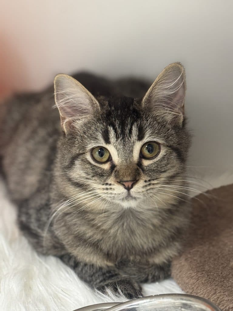 Nessa - Domestic Short Hair cat available for adoption at RSPCA NSW in Calgary