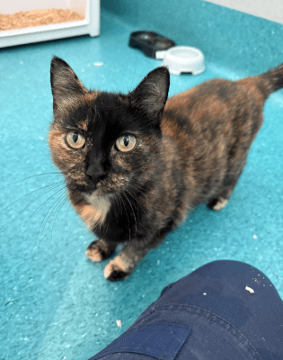 Wiggles - Domestic Short Hair cat available for adoption at RSPCA NSW in Calgary