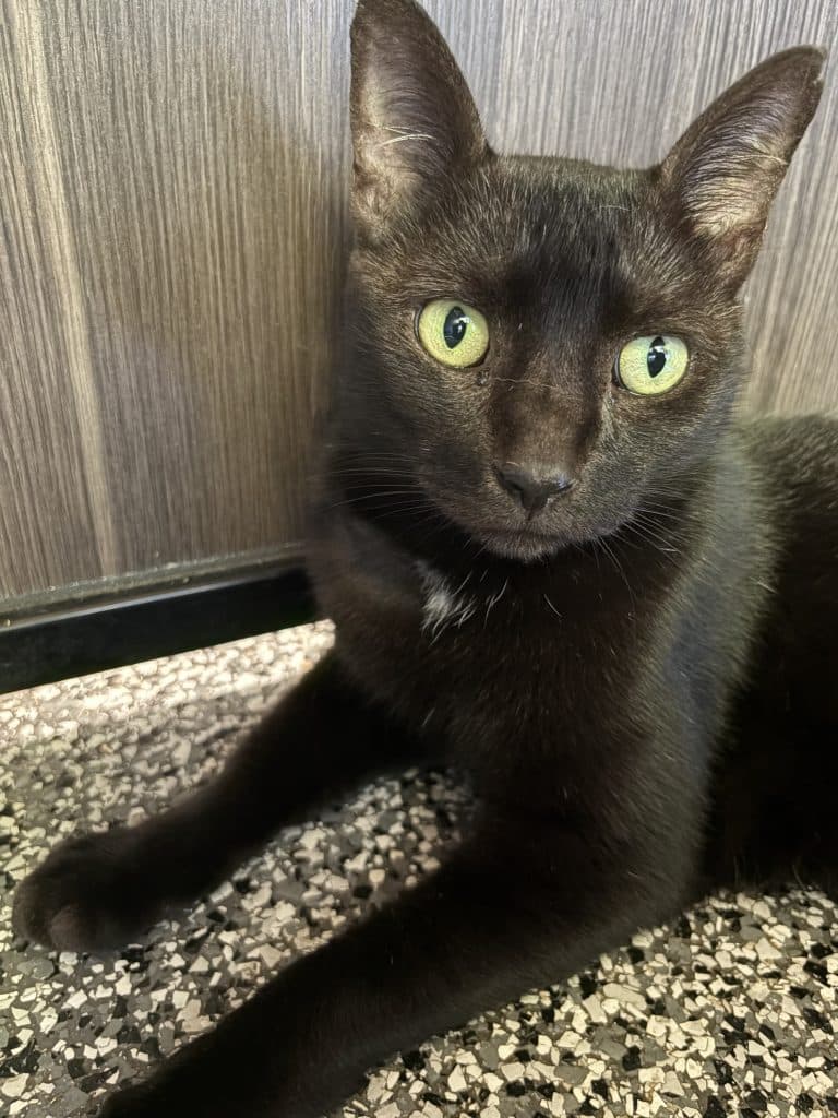 Ryder - Domestic Short Hair cat available for adoption at RSPCA NSW in Calgary