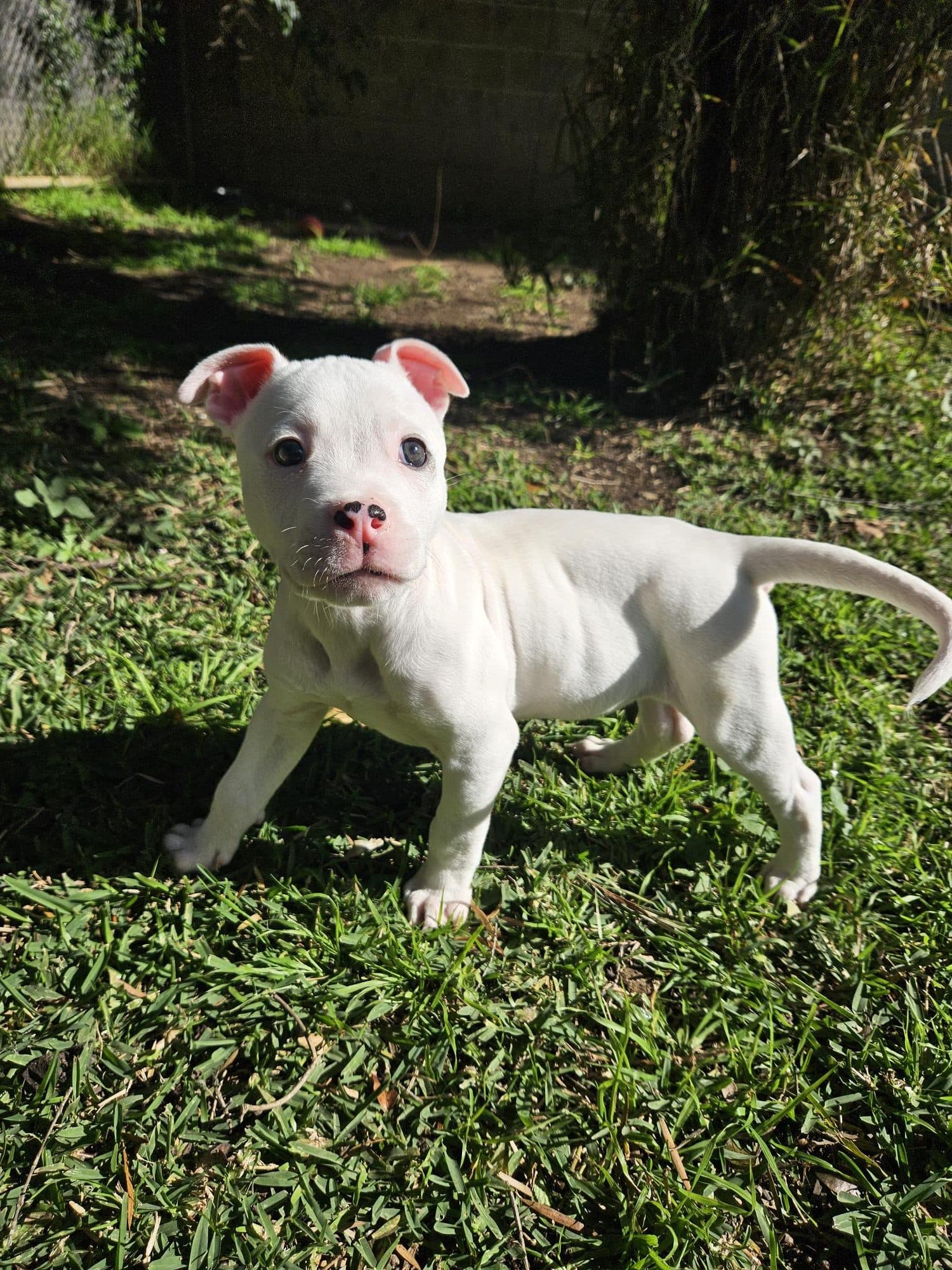 Jon Jon - Staffordshire Bull Terrier available for adoption at RSPCA NSW in Sydney