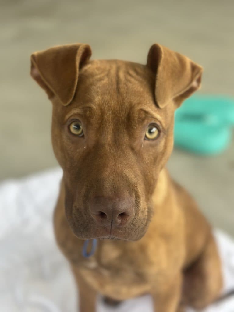 Parmi - American Staffordshire Terrier available for adoption at RSPCA NSW in Sydney
