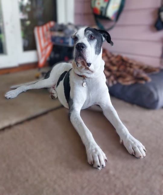 Bobby - Bullmastiff / Irish Wolfhound available for adoption in Calgary