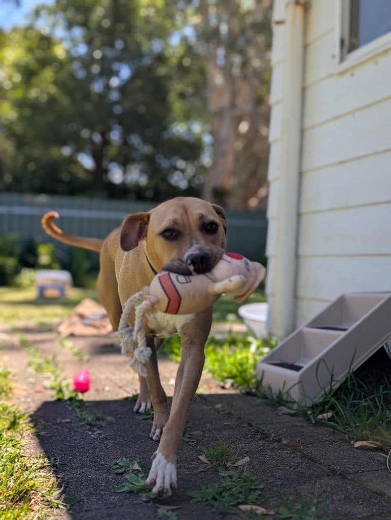 Naomi - Mastiff available for adoption at RSPCA NSW in Calgary