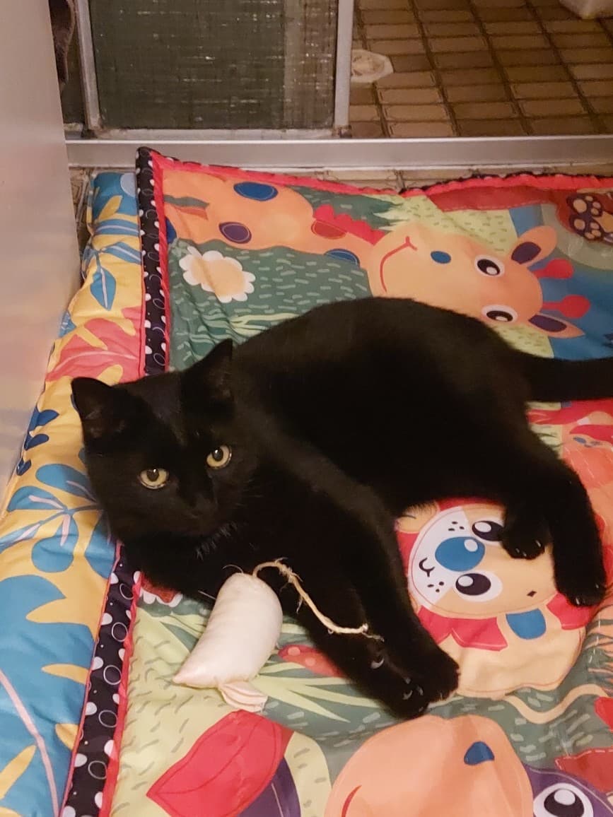 MJ - Domestic Short Hair / Ragdoll cat available for adoption at RSPCA NSW in Sydney