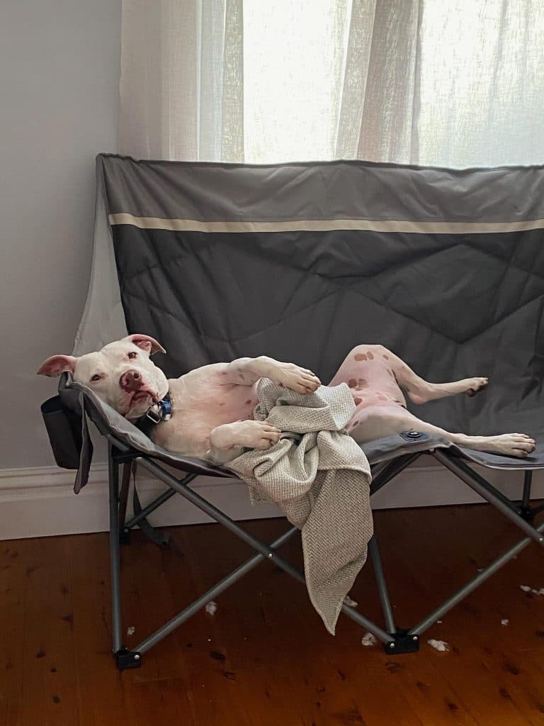 Ghost - American Staffordshire Terrier available for adoption in Calgary