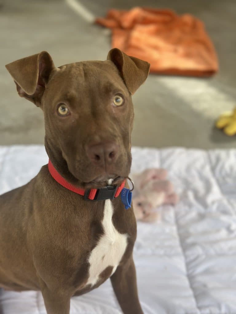Snitty - American Staffordshire Terrier available for adoption at RSPCA NSW in Sydney
