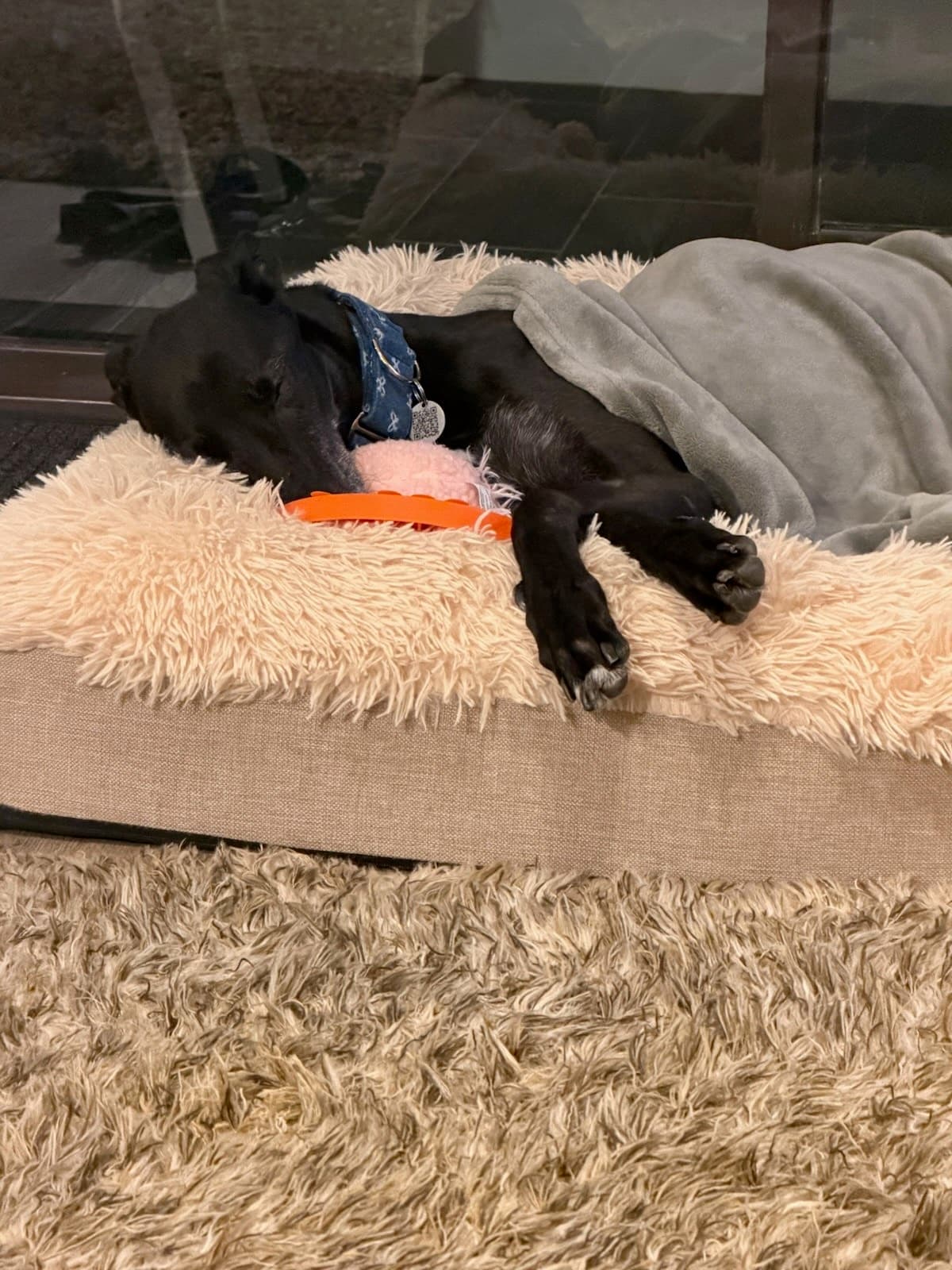 Skye - Greyhound available for adoption at RSPCA NSW in Sydney