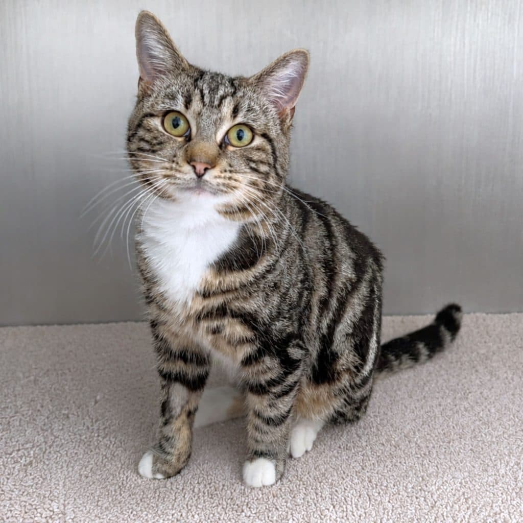 Bert - Domestic Short Hair cat available for adoption in Calgary