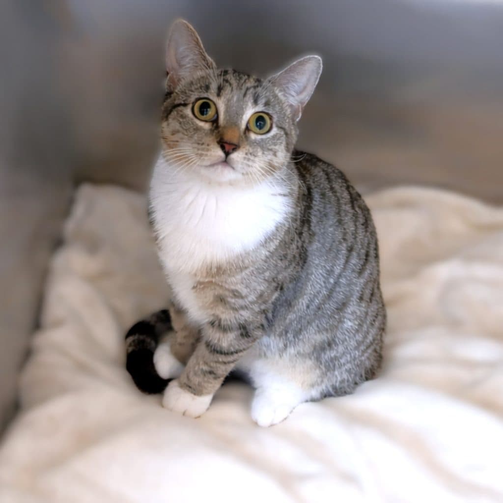 Hazel - Domestic Short Hair cat available for adoption at RSPCA NSW in Calgary
