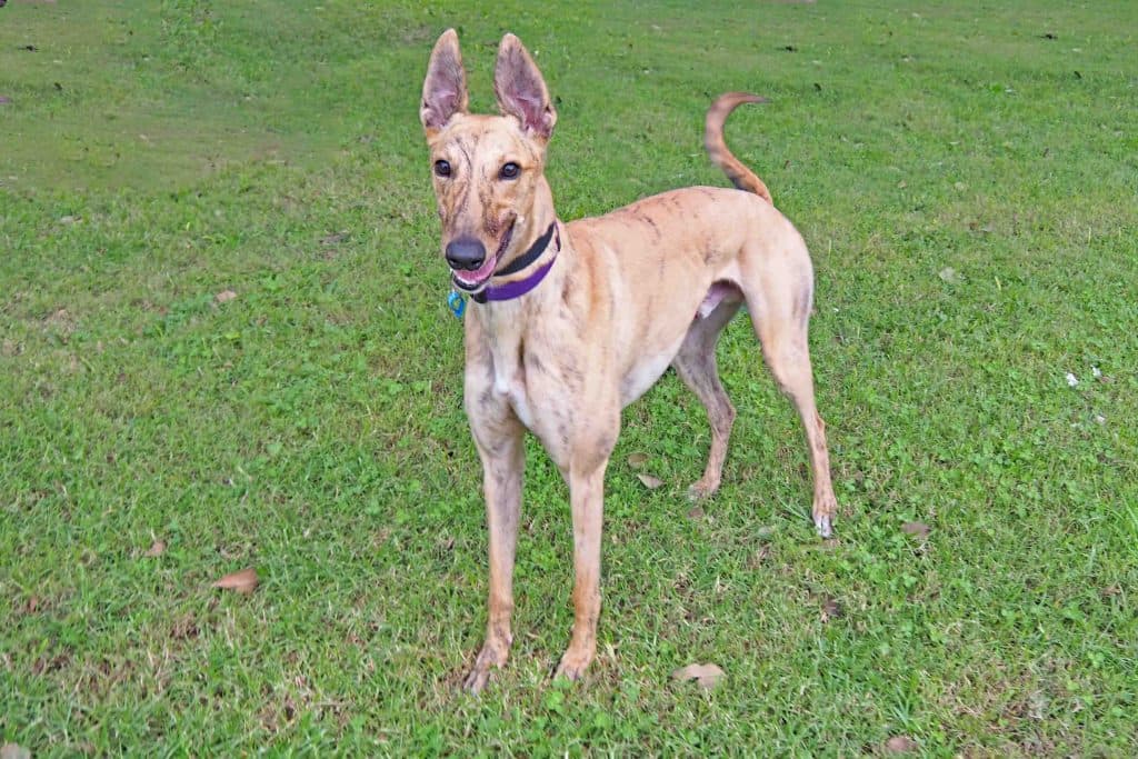 Wiggles - Greyhound available for adoption at RSPCA NSW in Sydney