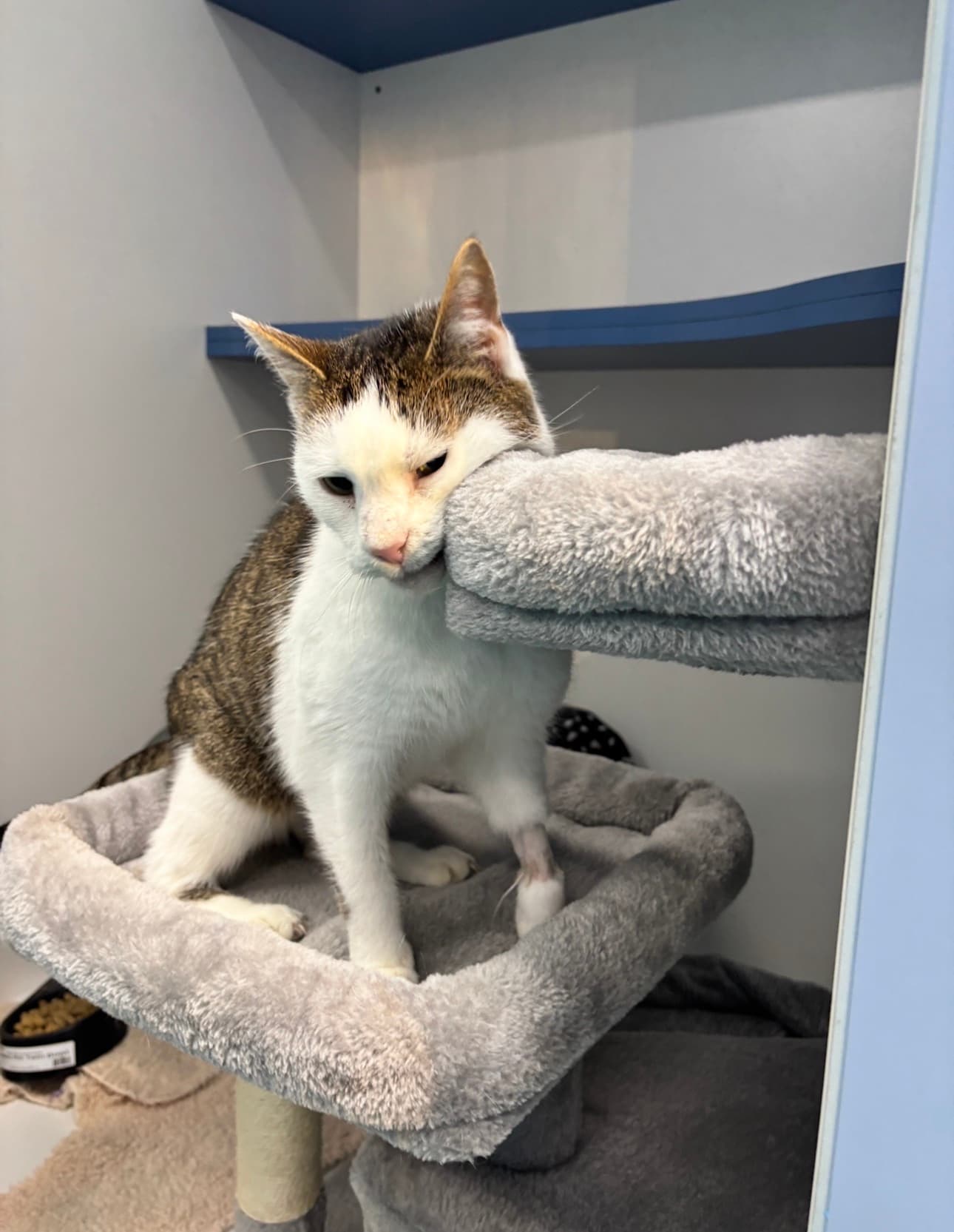 Peaches - Domestic Short Hair cat available for adoption in Calgary