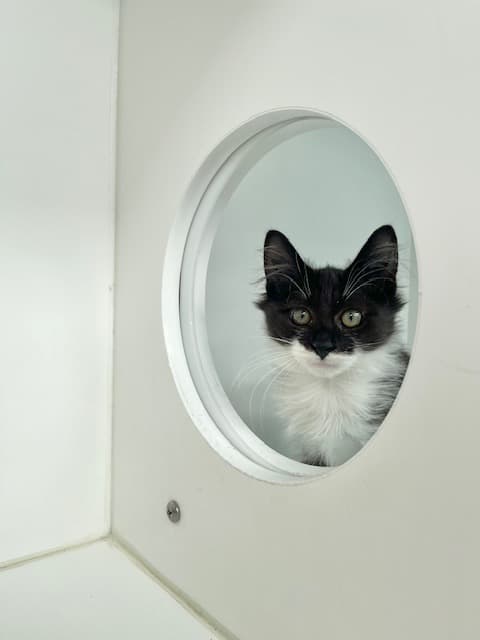 Casserole - Domestic Short Hair cat available for adoption in Calgary
