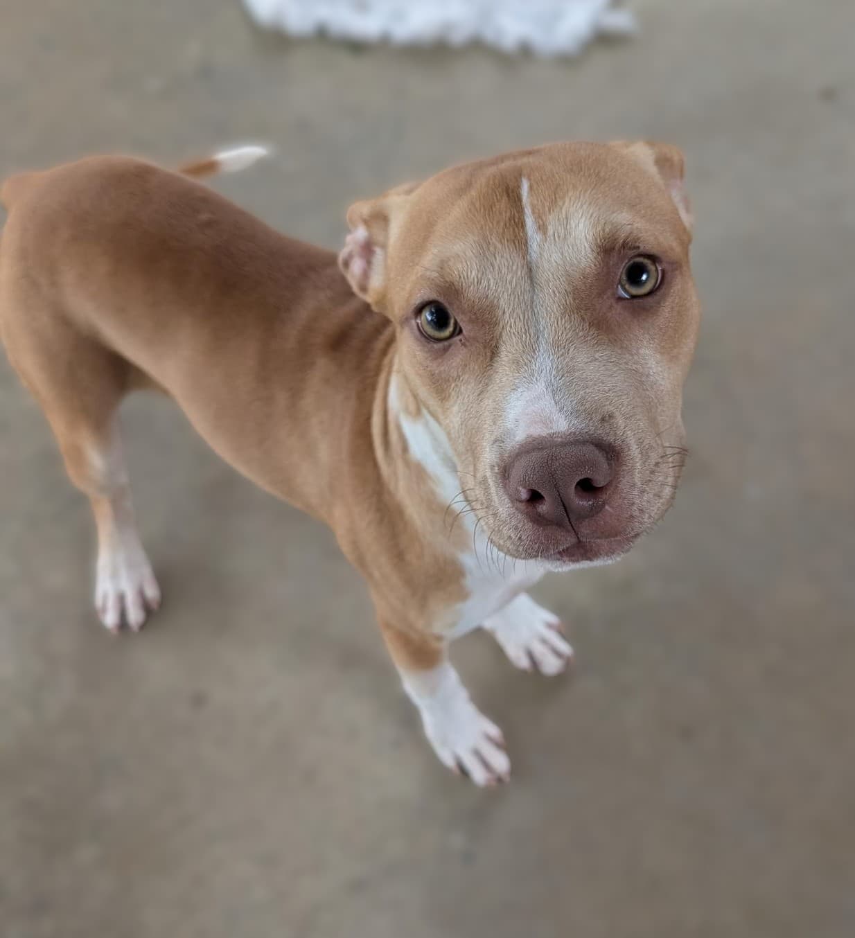 Kenneth - American Staffordshire Terrier available for adoption at RSPCA NSW in Calgary