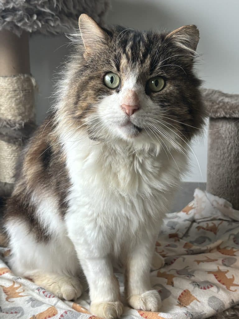 Michael - Domestic Short Hair cat available for adoption at RSPCA NSW in Calgary