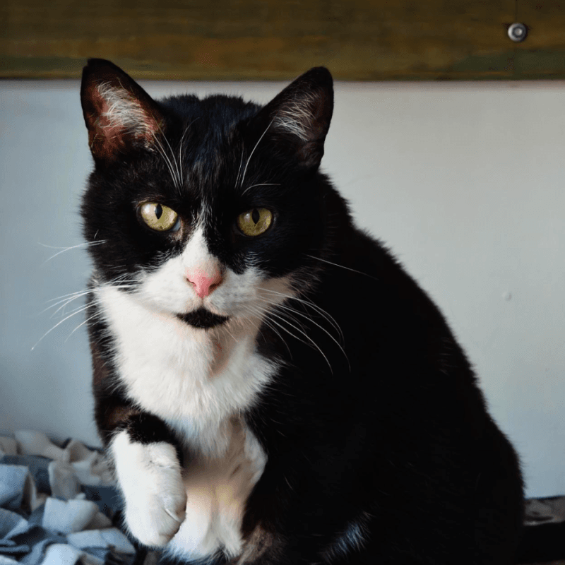 Yoda - Domestic Short Hair cat available for adoption in Calgary