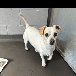 Charlie - Chihuahua (Smooth Coat) / Jack Russell Terrier (Smooth) available for adoption at RSPCA NSW in Sydney