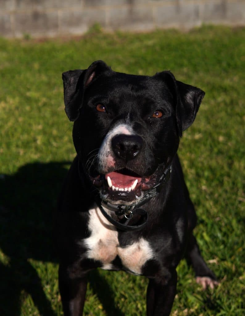Boy - American Staffordshire Terrier available for adoption at RSPCA NSW in Sydney