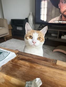 Clive - Domestic Short Hair cat available for adoption at RSPCA NSW in Sydney
