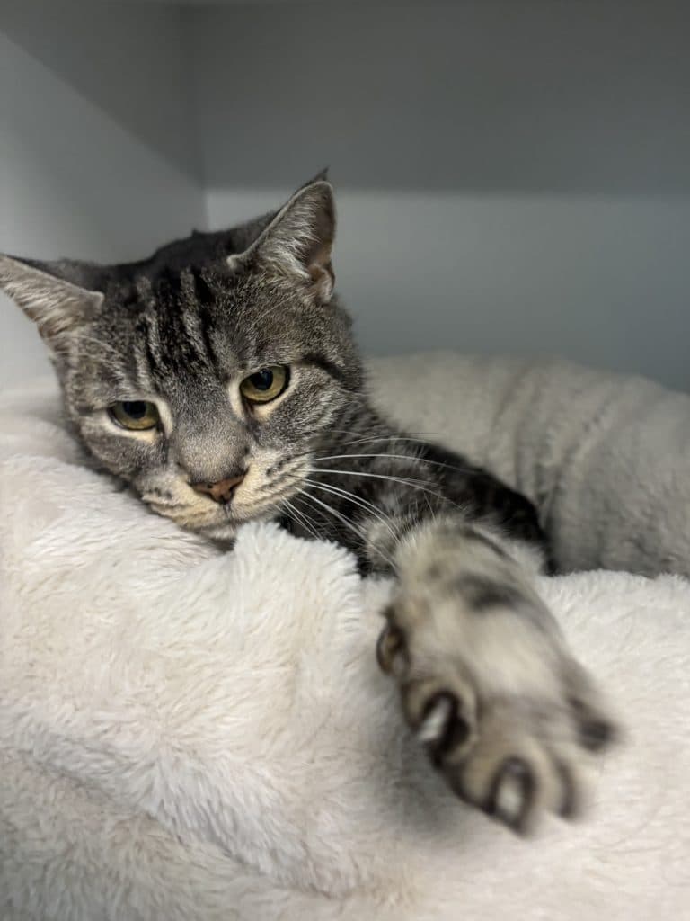 Zelda - Domestic Short Hair cat available for adoption at RSPCA NSW in Sydney