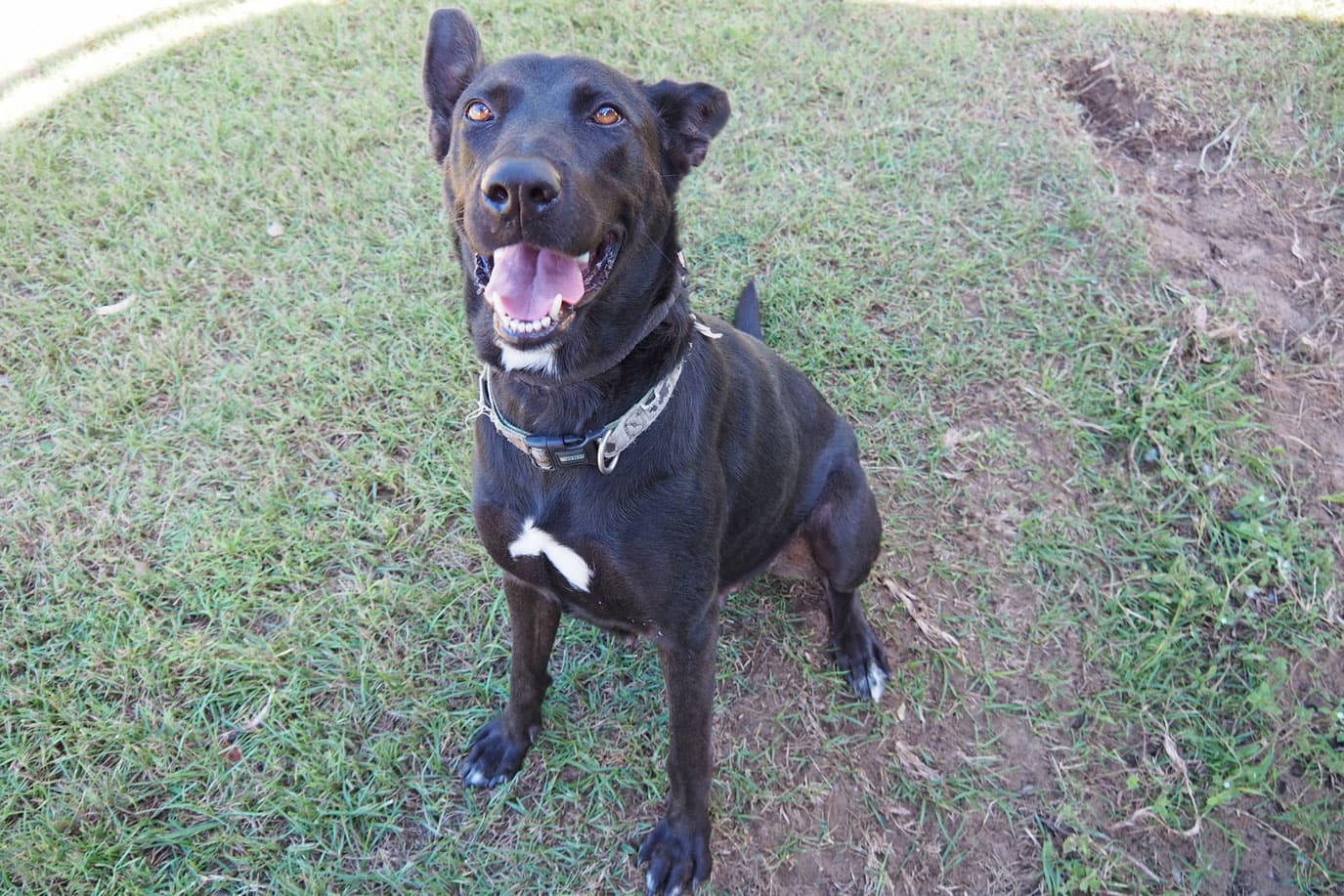 Sasha - German Shepherd Dog / Rhodesian Ridgeback available for adoption at RSPCA NSW in Sydney