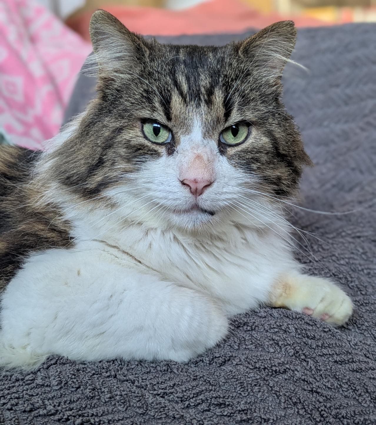 Michael - Domestic Short Hair cat available for adoption at RSPCA NSW in Sydney