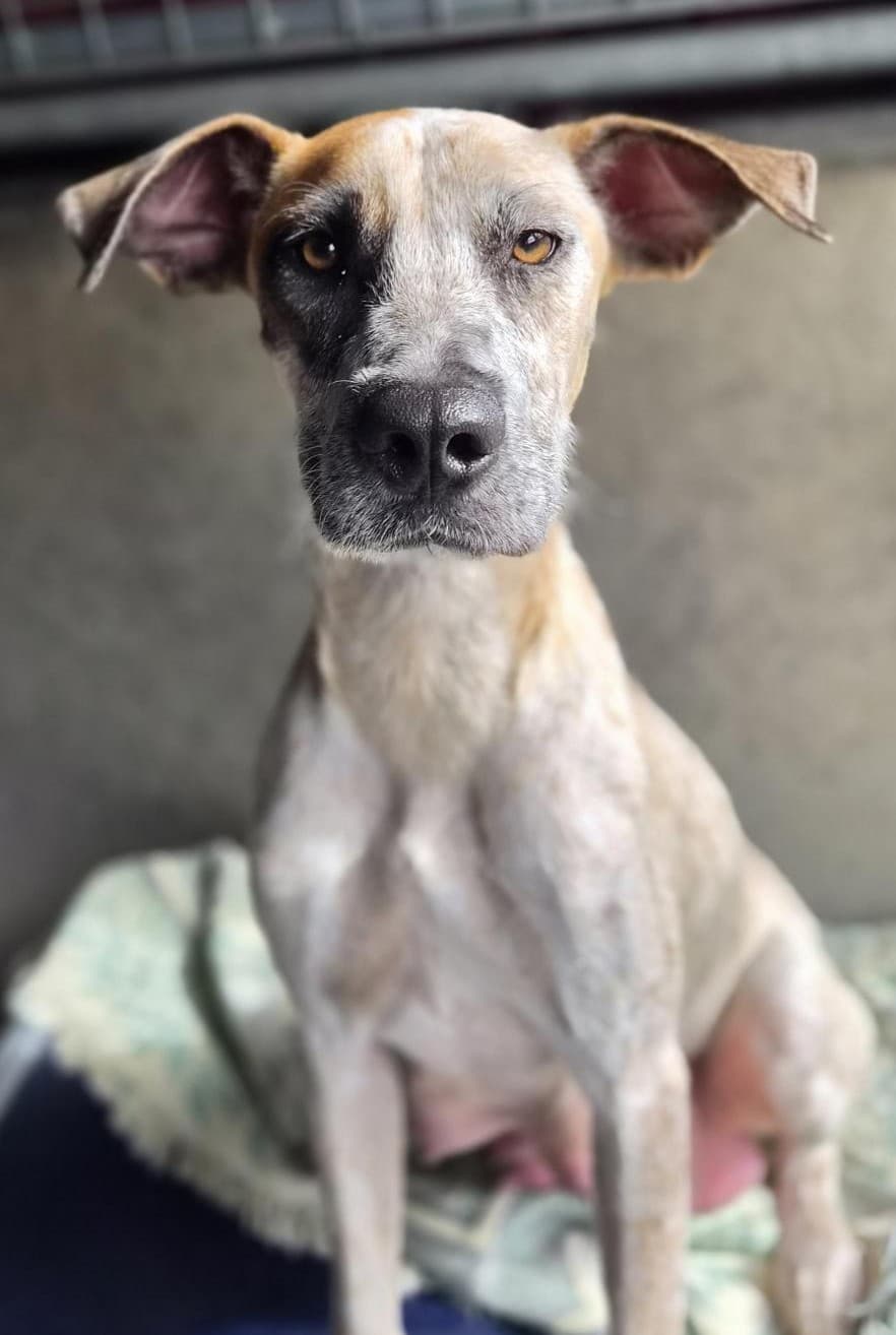 Charlotte - Mastiff / Australian Cattle Dog available for adoption at RSPCA NSW in Sydney