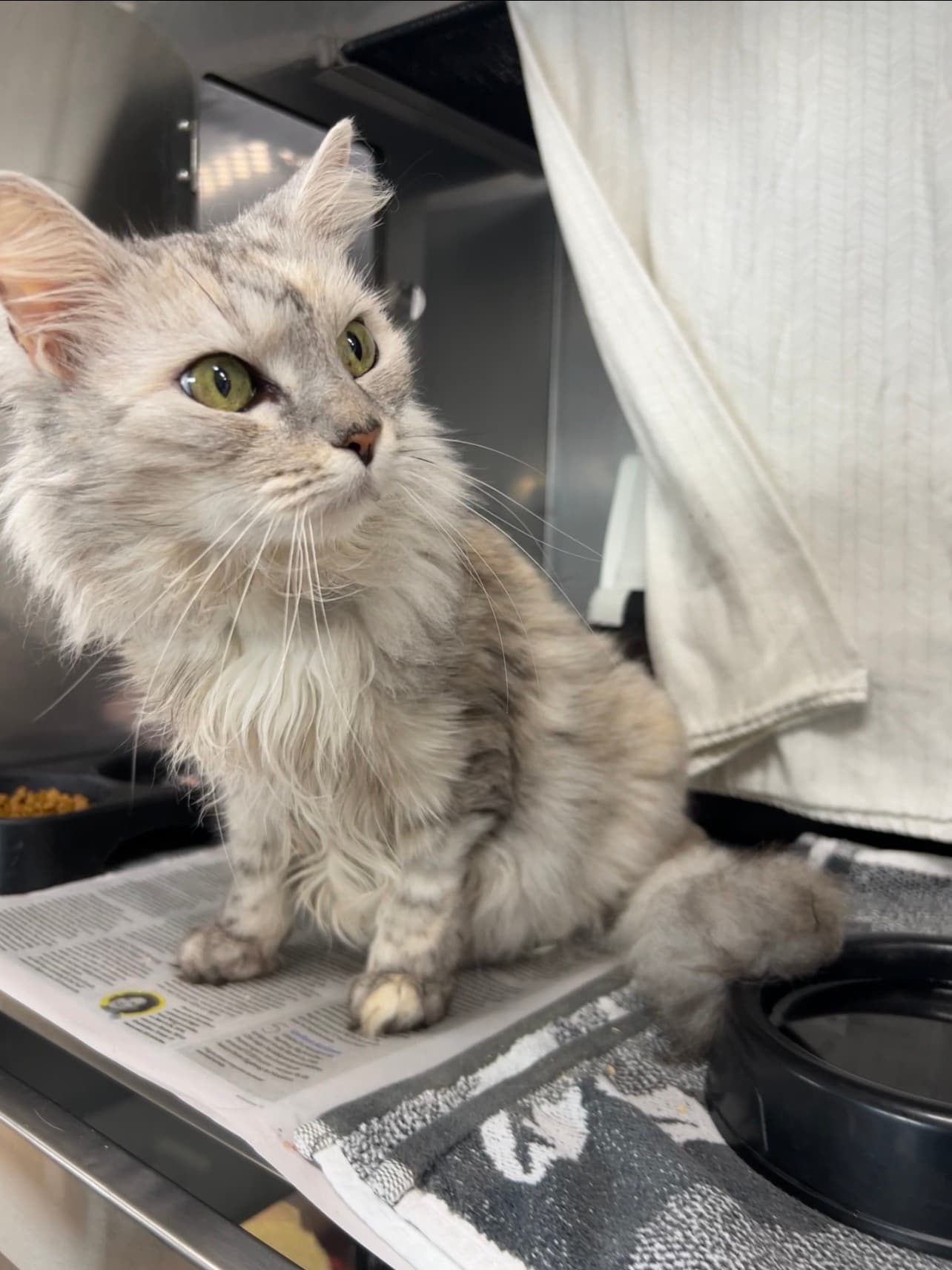 Georgie - Domestic Longhair cat available for adoption in Calgary