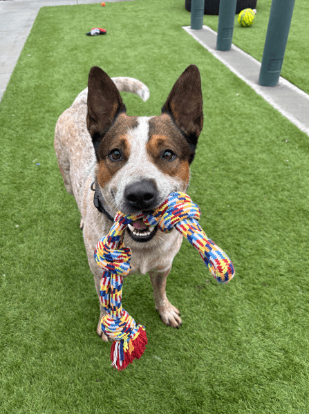 Melvin - Australian Cattle Dog available for adoption in Calgary