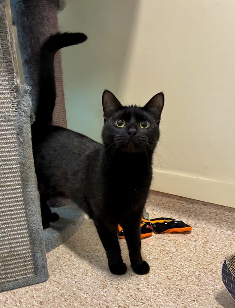 Beauty - Domestic Short Hair cat available for adoption at RSPCA NSW in Sydney