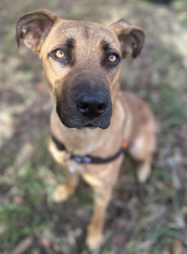 Blue - German Shepherd Dog / Dogue de Bordeaux available for adoption at RSPCA NSW in Sydney