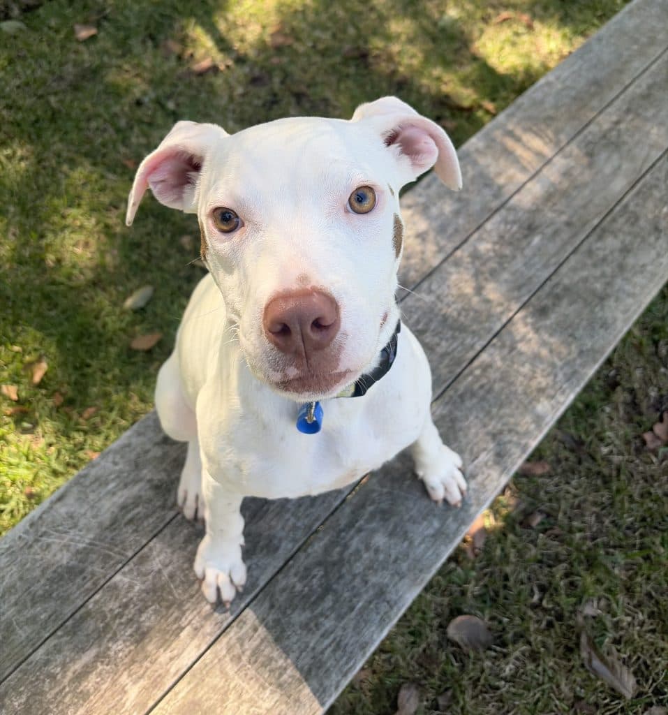 Pebbles - American Staffordshire Terrier available for adoption at RSPCA NSW in Calgary