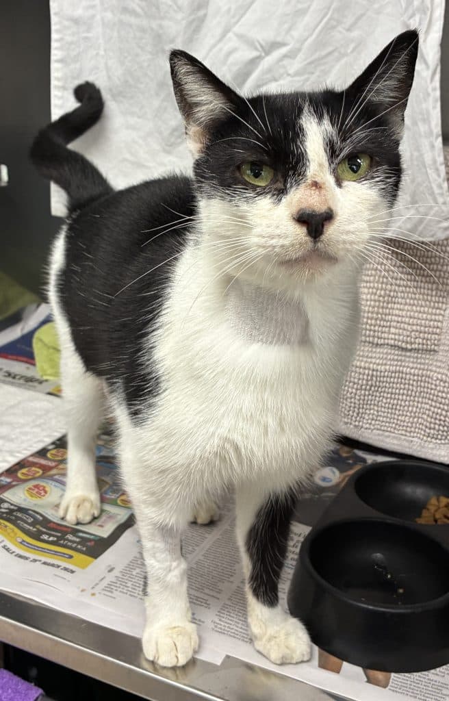 Bindi - Domestic Short Hair cat available for adoption in Calgary
