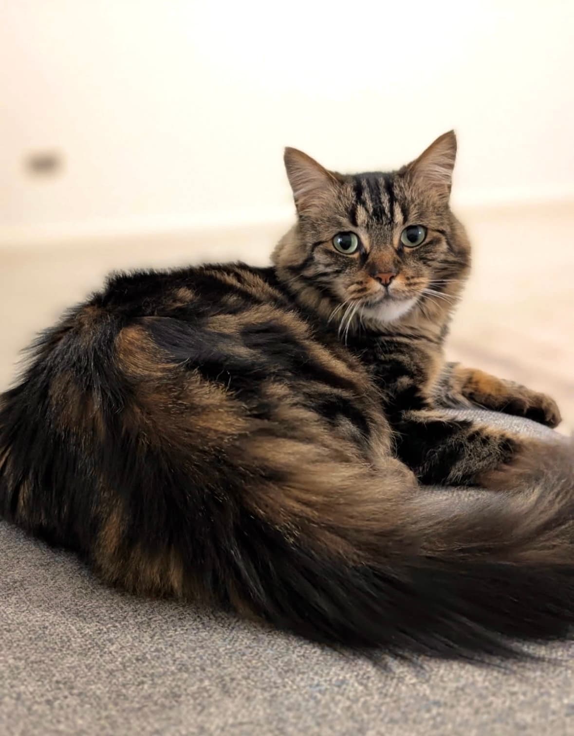 Whiskers - Domestic Medium Hair cat available for adoption at RSPCA NSW in Calgary