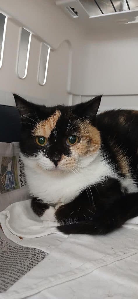 Berry - Domestic Short Hair cat available for adoption in Calgary