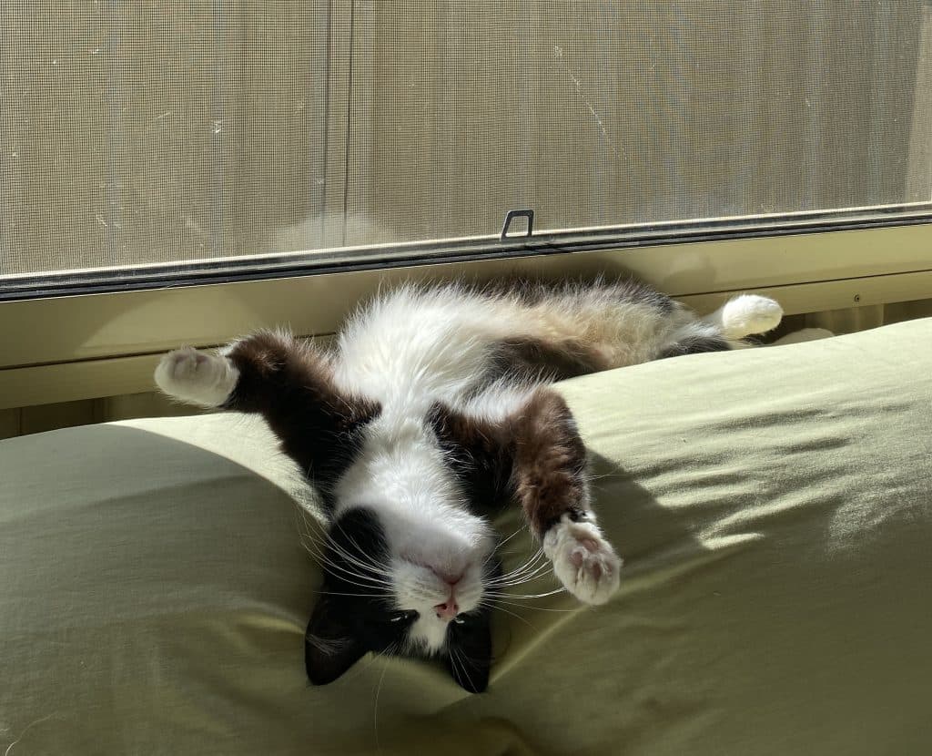Kitty - Domestic Short Hair cat available for adoption at RSPCA NSW in Calgary
