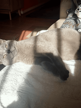 Smoke - Domestic Short Hair cat available for adoption at RSPCA NSW in Sydney
