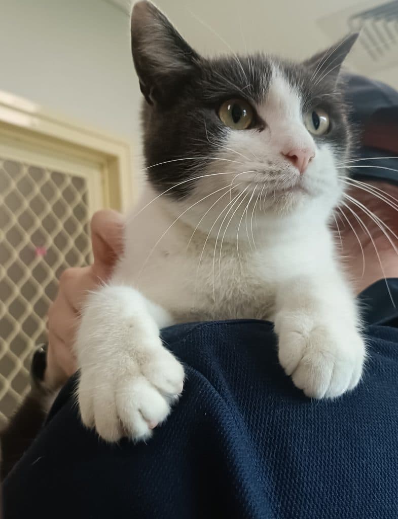 Ariel - Domestic Short Hair cat available for adoption in Calgary