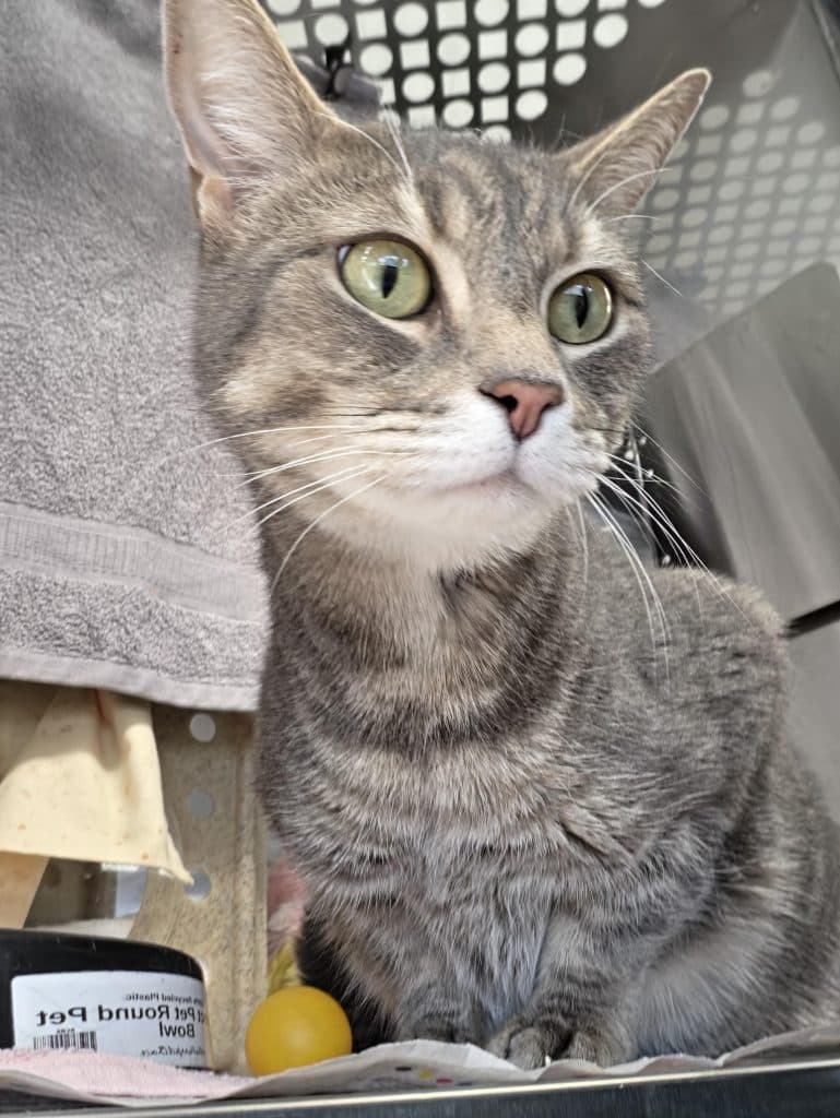 Silver - Domestic Short Hair cat available for adoption at RSPCA NSW in Calgary