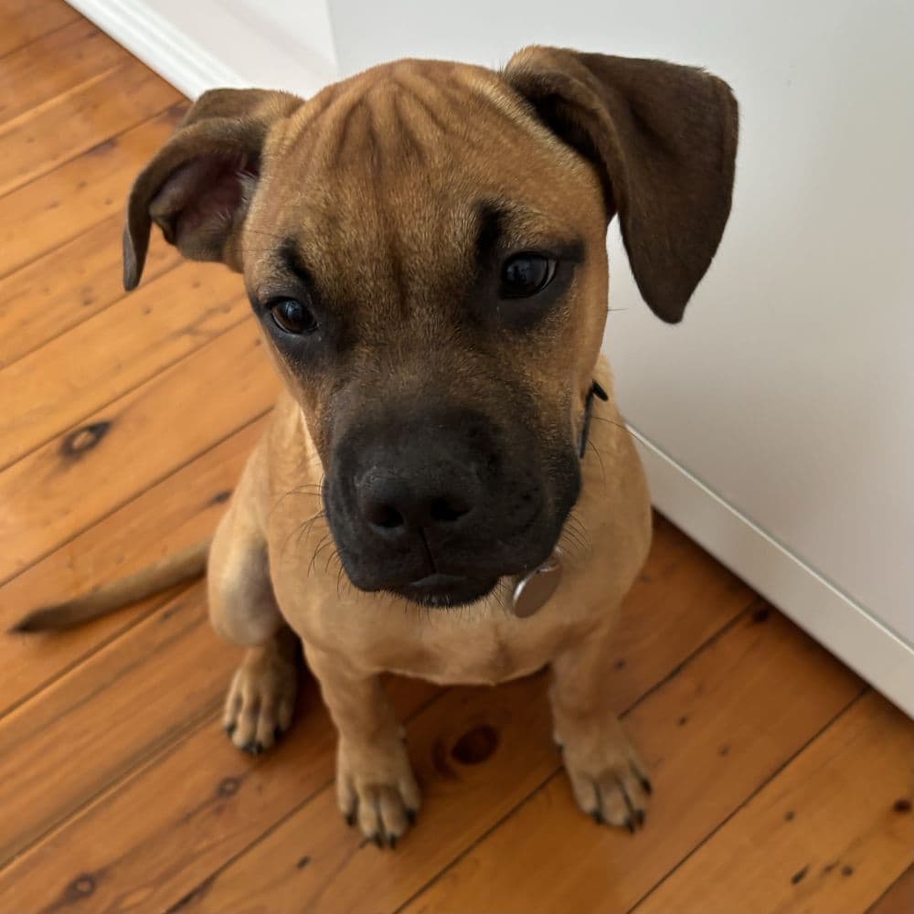 Conan - Boxer / Mastiff available for adoption in Calgary